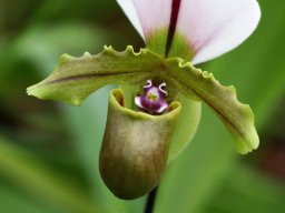 Paph.spicerianum002_mini